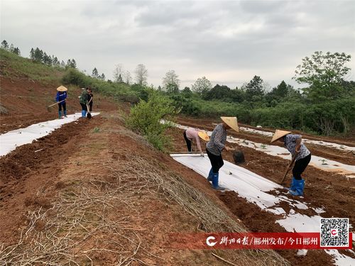 宜章縣推廣環保地膜，筑牢農田綠色屏障，助力土壤環境污染防治